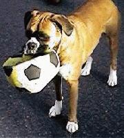 Where's the goal ? Where's the goal ? I need to Shooooooot ! 