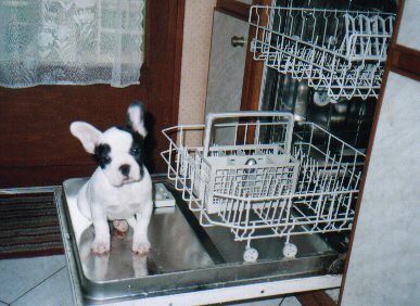 New dish washer